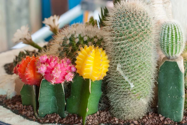 Cactus — Stock Photo, Image