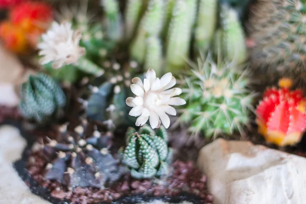 Cactus — Stock Photo, Image