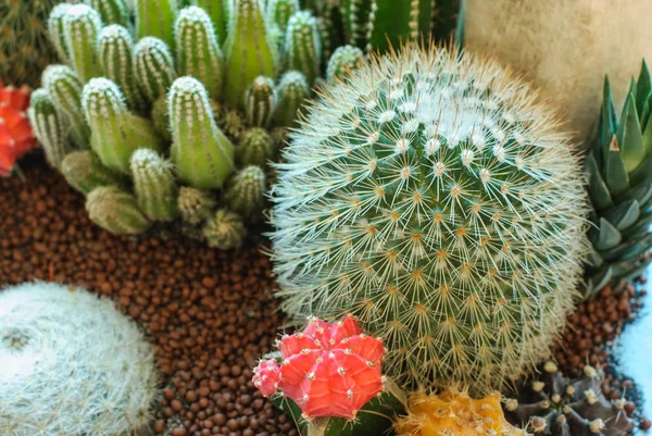 Beautiful cactus image — Stock Photo, Image
