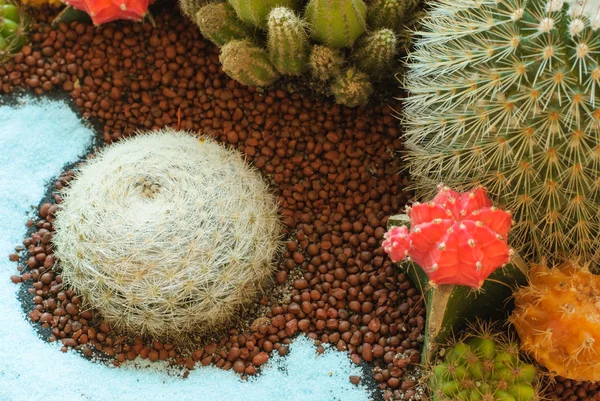 Beautiful cactus image at the garden — Stock Photo, Image
