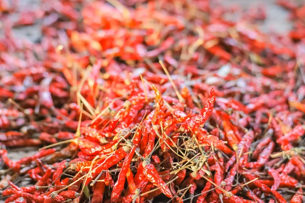 Den torkade chili (chili, chili, mat) — Stockfoto