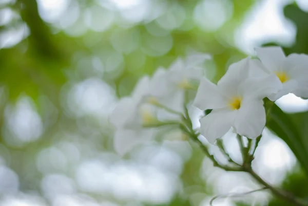 Kwiat nazwa leerawadee — Zdjęcie stockowe