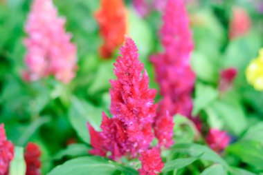 Celosia