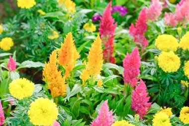 Plumped Celosia Çiçek bahçesinde