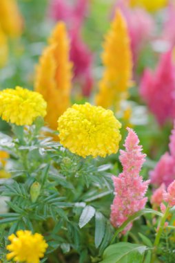 Plumped Celosia Çiçek bahçesinde