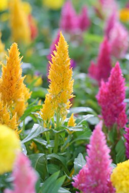 Plumped Celosia çiçek 