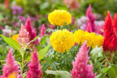 Sarı kadife çiçeği çiçek