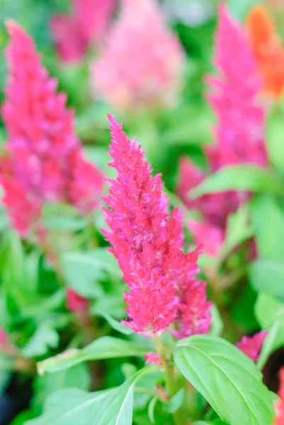 Plumped celosia blomst i haven - Stock-foto