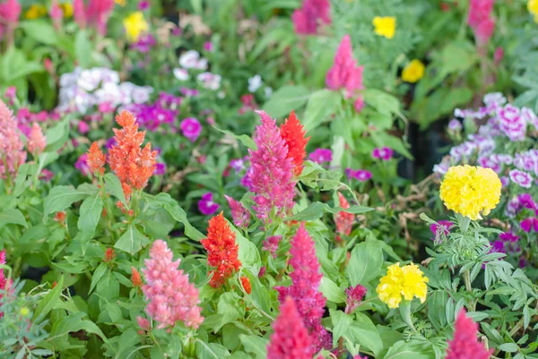 Plumped Celosia Flower In The Garden — Stock Photo, Image