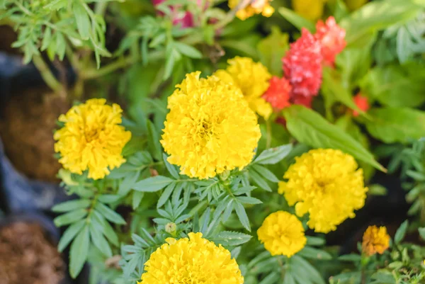 Marigolds in garden — Stock Photo, Image