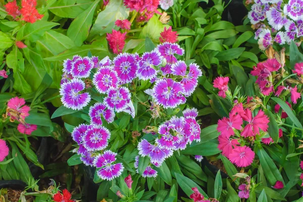 Flowerbed Of Dianthus Barbatus — Stock Photo, Image