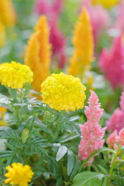 Plumped Celosia Çiçek bahçesinde