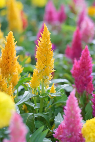 Objemnější Celosia květinové — Stock fotografie