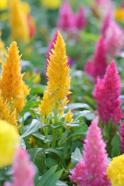 Plumped Celosia çiçek — Stok fotoğraf