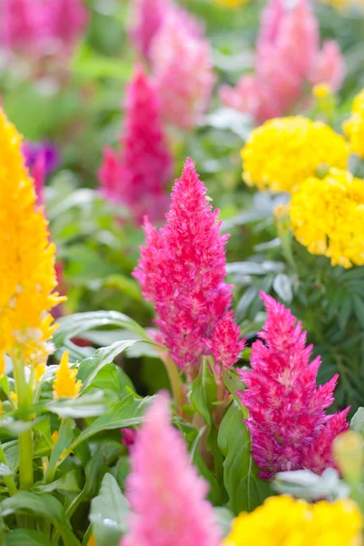 Plumped Celosia çiçek