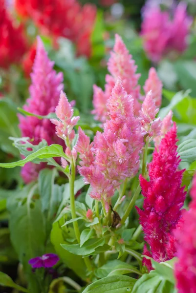 Plumped Celosia — Stock Photo, Image