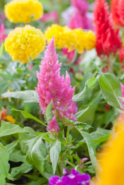 Flor de celósia no jardim — Fotografia de Stock