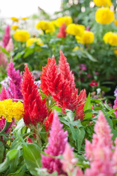 Plumped Celosia Flower In The Garden — Stock Photo, Image