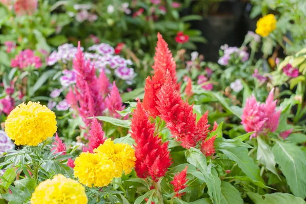 정원에서 초고 Celosia 꽃 — 스톡 사진