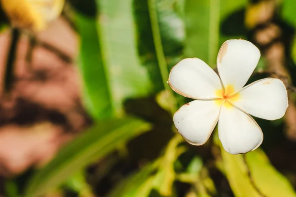 Schöne weiße Blüten von plumeria — Stockfoto