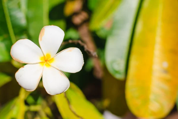 Piękne białe kwiaty Plumeria — Zdjęcie stockowe