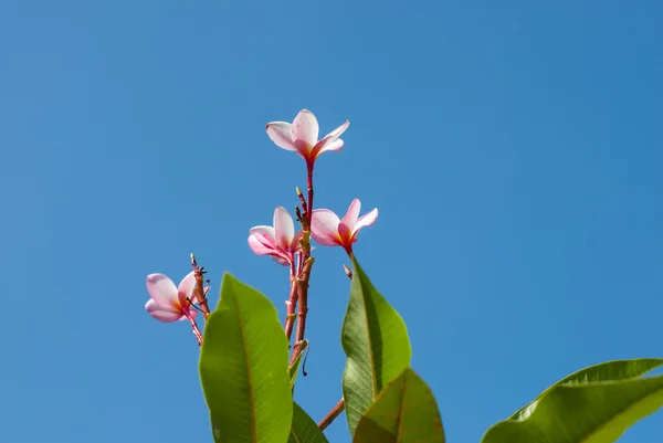 Plumeria floare tropicală — Fotografie, imagine de stoc