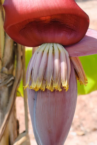 Цветок банана — стоковое фото