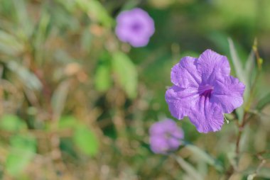 vahşi petunya çiçeği