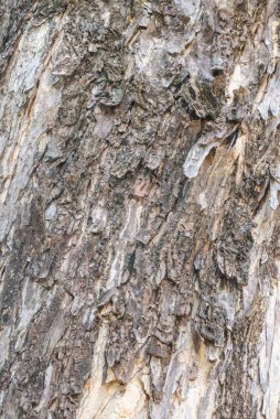 Ağaç kabuğu arkaplan dokusu