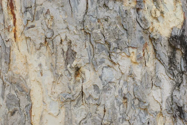 Tree Bark Background Texture — Stock Photo, Image
