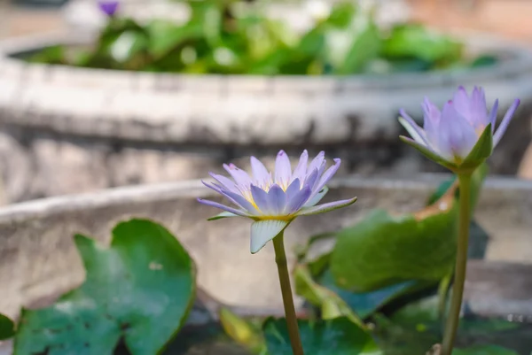 Blooming Lotus Flower — Stock Photo, Image