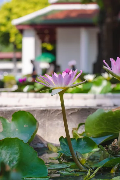 Un lotus pourpre en fleurs — Photo