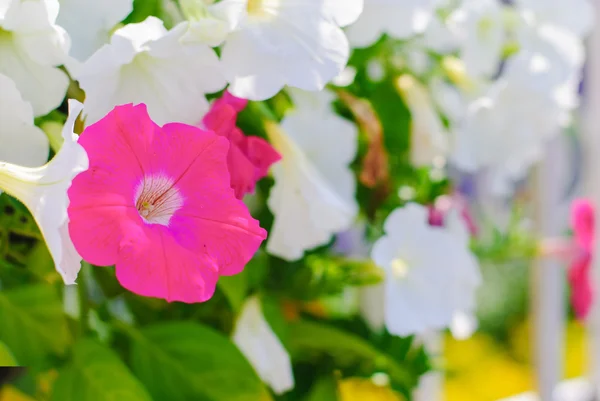 Petunia oder Petunia hybrida vilm — Stockfoto