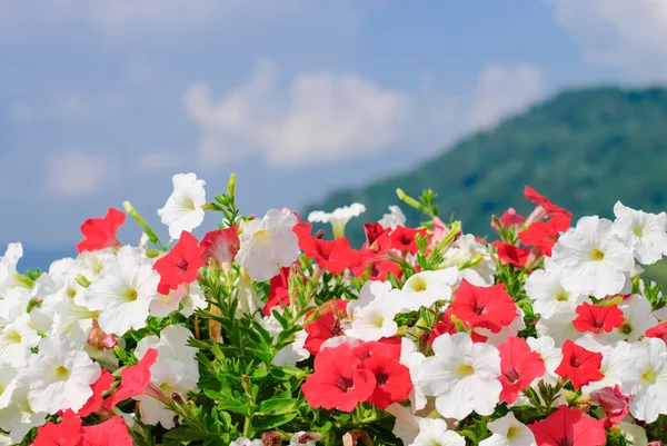 Petunia oder Petunia hybrida vilm — Stockfoto