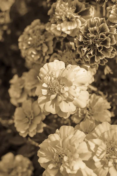 Flor de calêndula — Fotografia de Stock