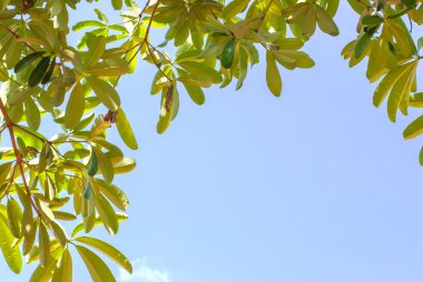 yeşil yapraklar arkaplan