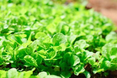 Taze yapraklı Bahçe Yeşil.