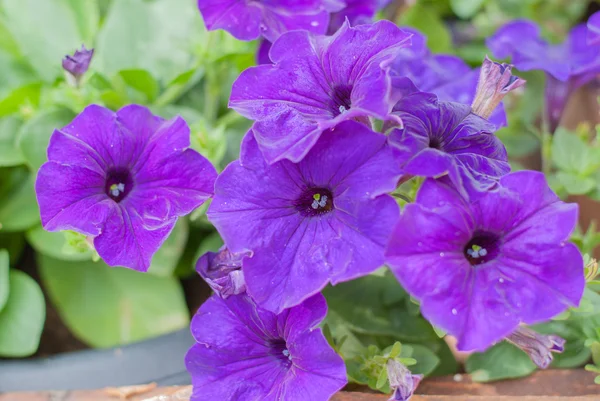 Violet Petunia Or Petunia Hybrida Vilm — Stock Photo, Image