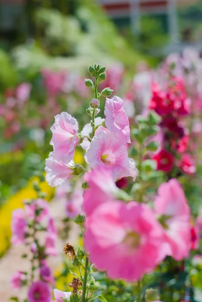 Hollyhock — Stock fotografie