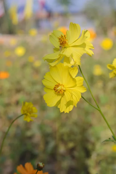 Kosmos bloemen in de tuin — Stockfoto