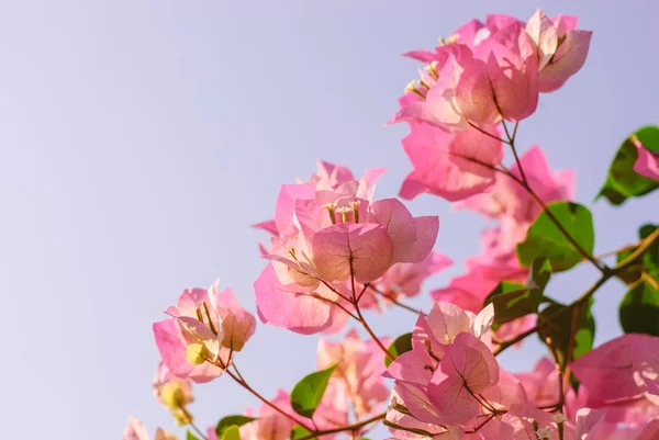 Rosa Bougainvillea — Stockfoto