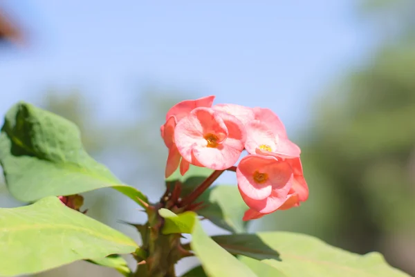 Euphorbia milli Desmoul flower — Stock Photo, Image