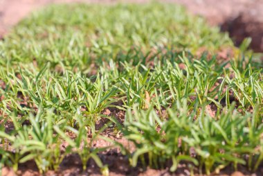 Bataklık sabah zafer