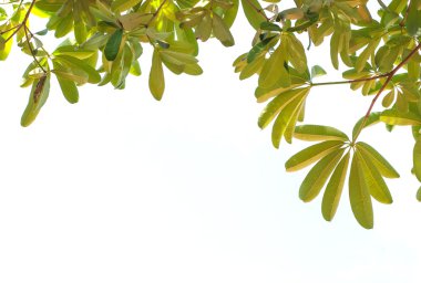 yeşil yapraklar arkaplan