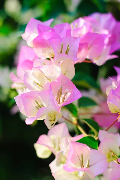 Bougainvillea różowy — Zdjęcie stockowe