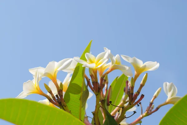 Frangipani или plumeria тропический цветок — стоковое фото