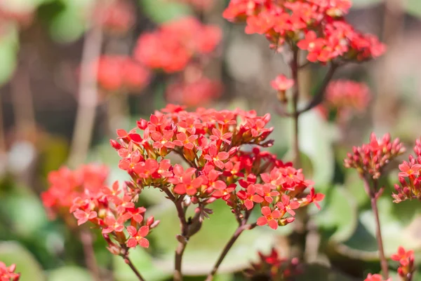 Gartenblumen — Stockfoto