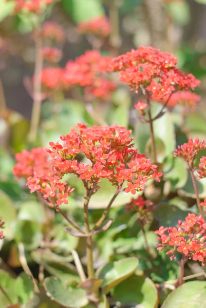 Gartenblumen — Stockfoto