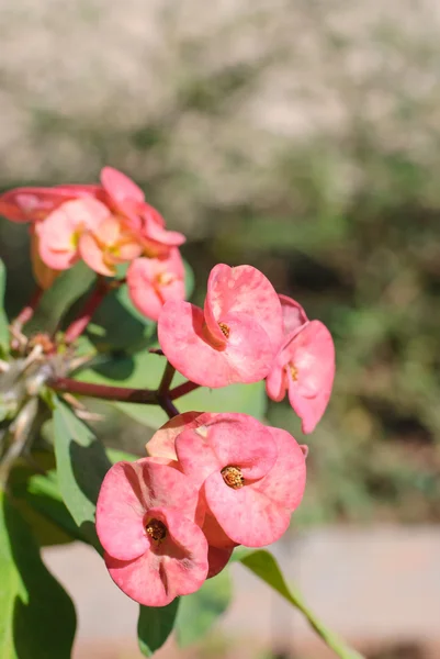 Розовые цветы эйфории — стоковое фото