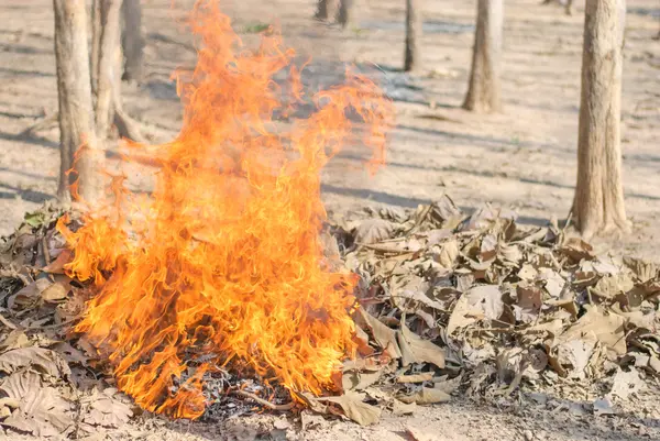 Burning Dry Leaf — Stock Photo, Image